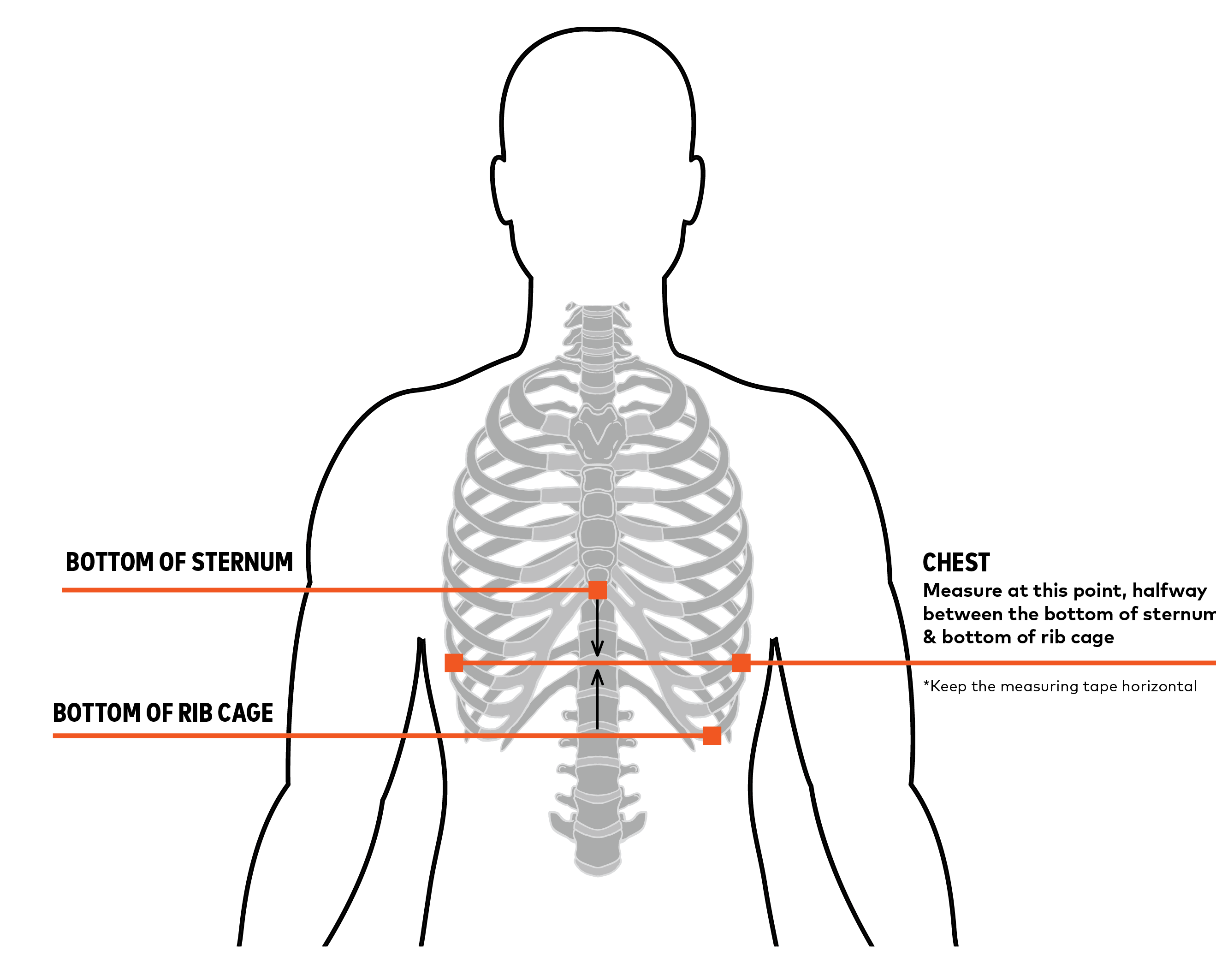 RIBCAGE DIAGRAM GRAPHIC 270224.png